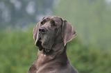 DOGUE ALLEMAND 438